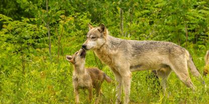 Im Norden Bayerns gibt es erneut Nachwuchs bei einem Wolfsrudel (Symbolbild).