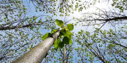 Heizen-mit-dem-Blauglockenbaum