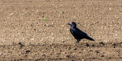 Immer wieder sorgen Tiere wie Krähen für Schäden auf den Feldern.