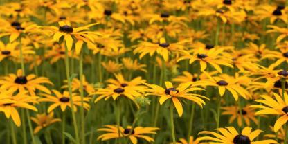 Im Naturgarten findet die Rudbeckie ein Zuhause. Die Sorte ‘Goldsturm’ ist besonders beliebt.