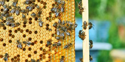 Bienen-AdobeStock_299213453