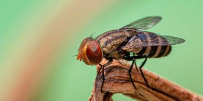 Stechfliegen_AdobeStock_491996856