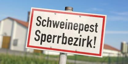 Die ASP-Sperrzonen im Landkreis Spree-Neiße sind fast vollständig aufgehoben.