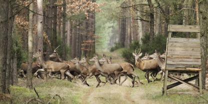 Noch besser als der Anlauf eines großen Rudels sind mehrere einzelne Anläufe von Wild. So gibt es jedes Mal eine neue Chance.