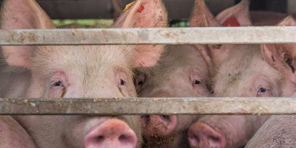 Schweine bei der Anlieferung zum Schlachthof