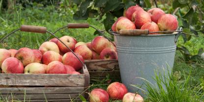 Obstgarten im September - die wichtigsten Arbeiten