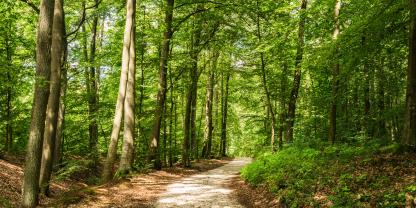 Der Weg durch den Arnsberger Wald soll künftig mit Zusatzinformationen gespickt werden. (Symbolbild)