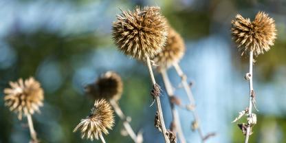 Noch nicht abschneiden: Verblühte Stauden sind vielleicht nicht mehr ganz so schön wie im Sommer, insektenfreundlich und nützlich sind sie aber weiterhin.