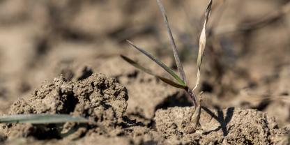 Viele Ackerbaubetriebe leiden unter der Frühsommertrockenheit.