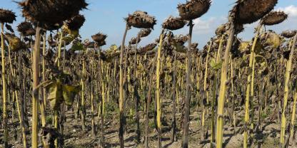Sonnenblumen reif für die Ernte