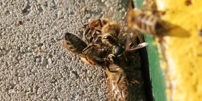 Diese Bienen kämpfen mit einer Wespe. Sie stürzen sich zusammen auf die Wespe, dass sie überhitzt. Foto: Gräfe dass