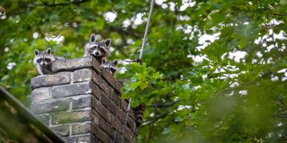 Waschbären sind zum Problem im urbanen Gebieten geworden. Waschbären sind zum Problem im urbanen Gebieten geworden.