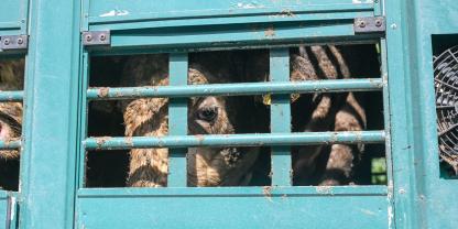 Rinder in einem Tiertransporter
