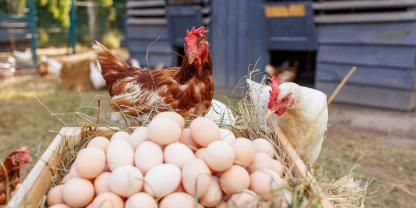 Das Angebot an Bio-Eier bleibt in den Niederlanden – und damit auch in Deutschland – weiterhin knapp.