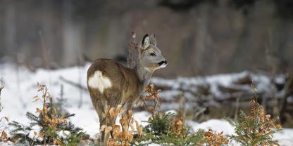 Nierenveränderungen beim Rehwild können verschiedenste Ursachen haben. Nierenveränderungen beim Rehwild können verschiedenste Ursachen haben.