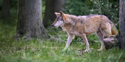 Die Ausnahmegenehmigung zum Schnellabschuss des Wolfes bei Cuxhaven soll morgen (Freitag, 17. Oktober) in Kraft treten.