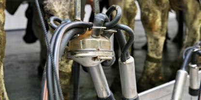 Frisches Melken: Offener Strichkanal ist Einfallstor für Klebsiellen – sauberes Melkgeschirr und trockene Liegeflächen sind entscheidend.