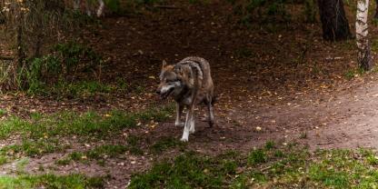 bild_wolf-wo-CC-88lfe-raubtier-wald_adobestock_97373020_17573 bild_wolf-wo-CC-88lfe-raubtier-wald_adobestock_97373020_17573
