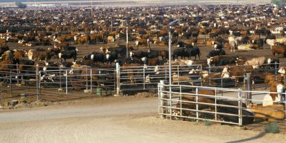 Mastrinder in Südamerika und den USA werden häufig in riesigen Feedlots gehalten (Symbolbild). Mastrinder in Südamerika und den USA werden häufig in riesigen Feedlots gehalten (Symbolbild).