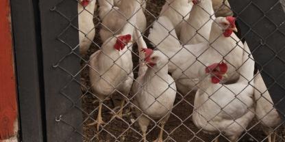In den Niederlanden gilt ab sofort landesweit Stallpflicht für Geflügel. Grund sind die erneuten Ausbrüche der Vogelgrippe.