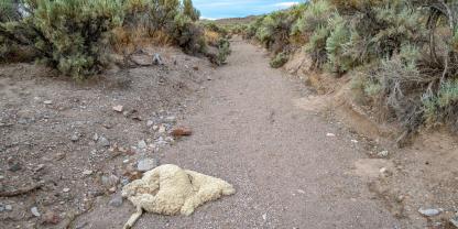 Drei tote Schafe wurden im Forst in Meschede (NRW) gefunden. Drei tote Schafe wurden im Forst in Meschede (NRW) gefunden.