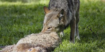 <b>3 Wohl und Wehe: Das wohl größte Problem mit dem Wolf in unserer Kulturlandschaft sind die zahlreichen Nutztierrisse.</b>Die Anzahl der Nutztierrisse ist im Jahr 2018 deutlich gestiegen.Die Verantwortlichen wollen die Situation um den „Norderneyer Wolf“ im Auge behalten.