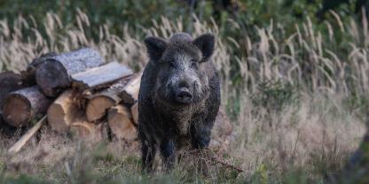 In Stralsund kam es zu einem kuriosen Einbruch, denn das Diebesgut umfasste gefrorenes Wildschwein aus der Kühltruhe (Symbolbild). In Stralsund kam es zu einem kuriosen Einbruch, denn das Diebesgut umfasste gefrorenes Wildschwein aus der Kühltruhe (Symbolbild).
