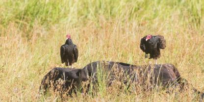In Kalifornien ist es Rinderfarmen erlaubt, ihr Vieh auf dem eigenen Land zu begraben. In Kalifornien ist es Rinderfarmen erlaubt, ihr Vieh auf dem eigenen Land zu begraben.