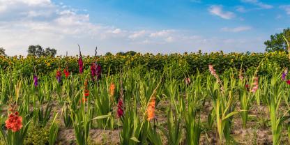 Ein Blumenfeld mit Dahlien