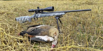 Mit Präzisionsbüchse erlegte Nilgans auf Stoppelfeld.