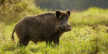 Wildschweine sind viel mehr als nur Waldbewohner – sie sind intelligent, anpassungsfähig und voller Überraschungen. Wildschweine sind viel mehr als nur Waldbewohner – sie sind intelligent, anpassungsfähig und voller Überraschungen.