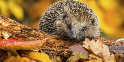 Igel suchen in Laubhaufen ein geschütztes Quartier für ihren Winterschlaf.