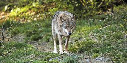In Brandenburg werden weitere Schritte unternommen, um den Wolf im Jagdrecht aufzunehmen.