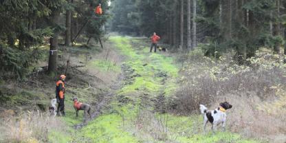 Auf Wegen und Schneisen wird die Treiberkette neu ausgerichtet und gegebenenfalls auf Hunde gewartet. Auf Wegen und Schneisen wird die Treiberkette neu ausgerichtet und gegebenenfalls auf Hunde gewartet.
