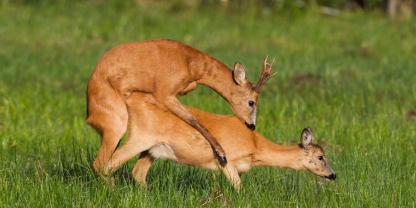 Rothirsche sind doppelt so schwer wie Alttiere, bei Rehen beträgt der Gewichtsunterschied nur 15 Prozent.