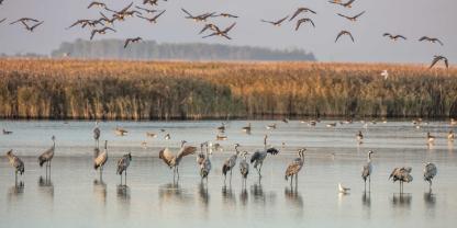 In Brandenburg grassiert derzeit bei Kranichen die Vogelgrippe.