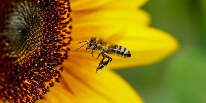 Großaufnahme einer Honigbiene im Anflug auf eine Sonnenblume