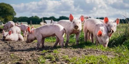 Die britische Supermarktkette Waitrose will ab 2027 nur noch Schweinefleisch aus 100% Freilandhaltung anbieten (Symbolbild).
