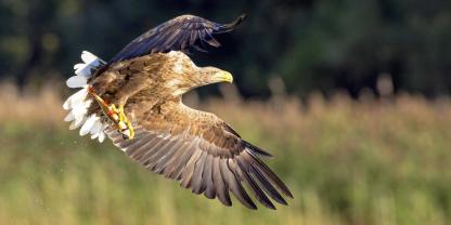 Seeadler-Fisch-Fang Seeadler-Fisch-Fang