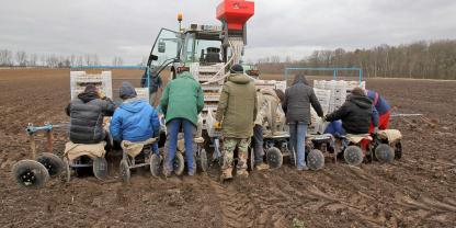Arbeitnehmer beim Kartoffelpflanzen Arbeitnehmer beim Kartoffelpflanzen