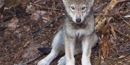 Im Bayerischen Wald wurde ein toter Wolfswelpe gefunden, der mutmaßlich erschossen wurde. Im Bayerischen Wald wurde ein toter Wolfswelpe gefunden, der mutmaßlich erschossen wurde.