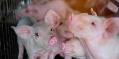 Der gesetzlich geforderte Umbau des Deckzentrums könnte für noch weniger deutsche Ferkel sorgen. Der BRS hat deshalb jetzt Forderungen aufgestellt. Der gesetzlich geforderte Umbau des Deckzentrums könnte für noch weniger deutsche Ferkel sorgen. Der BRS hat deshalb jetzt Forderungen aufgestellt.