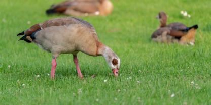 Die invasive Nilgans ist laut dem DJV in Deutschland inzwischen sogar weiter verbreitet als die heimische Graugans.