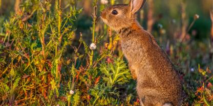 Wildkaninchen können für den Menschen gefährliche Zoonosen übertragen.