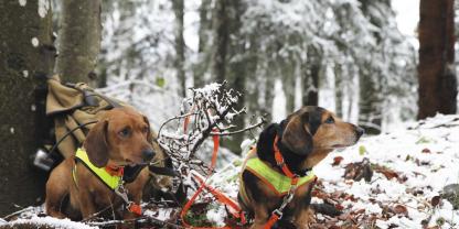 Bunter Hund: In einem Wurf können alle Farben vorkommen.