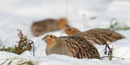 Das Rebhuhn (Perdix perdix) ist Vogel des Jahres 2026.