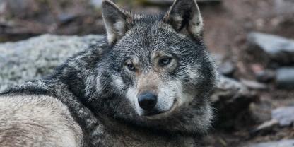 Die Ausnahmegenehmigung zur Tötung eines Wolfes bei Cuxhaven ist nach der Bestätigung des Verwaltungsgerichts Stade wieder in Kraft gesetzt (Symbolbild). Die Ausnahmegenehmigung zur Tötung eines Wolfes bei Cuxhaven ist nach der Bestätigung des Verwaltungsgerichts Stade wieder in Kraft gesetzt (Symbolbild).