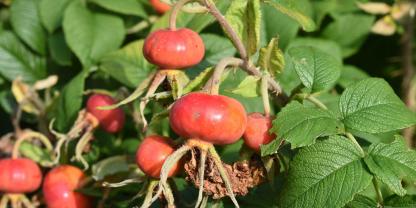 Die Apfel- oder auch Kartoffelrose hat beeindruckende Hagebutten.