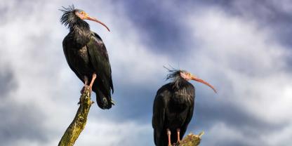 In Italien wurden zwei Waldrapp illegal getötet. In Italien wurden zwei Waldrapp illegal getötet.