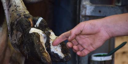 klauenpflege klauenpflege